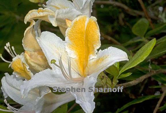 rhododendron occidentale 7 graphic